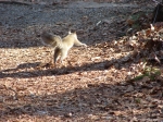 Hot Springs National Park - Short Cut Trail Leaping Squirrel